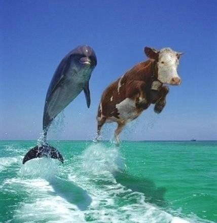 zburatorii - delfiner.jpg